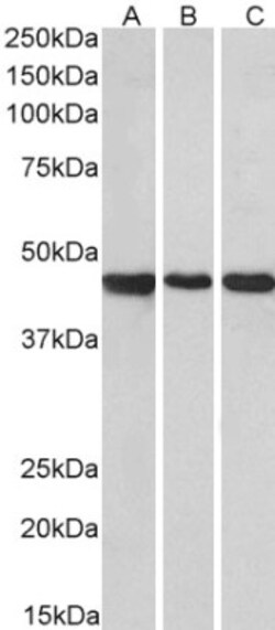 Prokineticin R2/PROKR2 Antibody, Novus Biologicals 0.1mg; Unlabeled:Antibodies,
